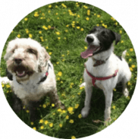 Milo and Reggie portrait cropped with transparent background